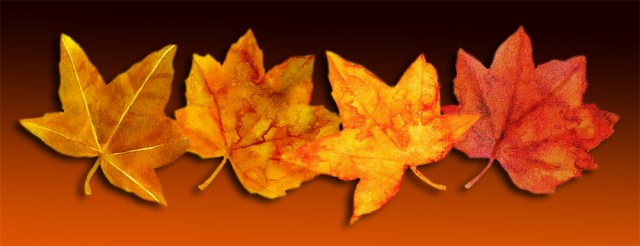 leaves-that-are-dying-2