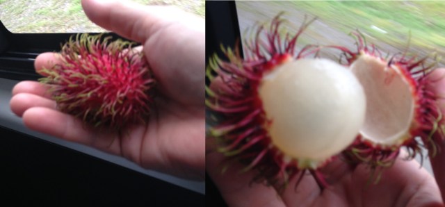 During my trip to Costa Rica, it was fun to taste new fruits. This one is named litchi. I found out later that it’s not actually from that country.